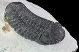 Bargain, Austerops Trilobite - Ofaten, Morocco #92192-2